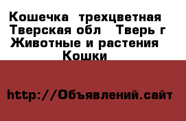 Кошечка  трехцветная - Тверская обл., Тверь г. Животные и растения » Кошки   